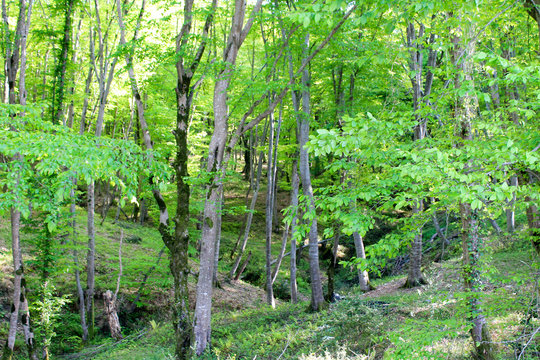 Wild green forest in the summer. Tall trees with moss and thick leaves, a log lies, wild earthen paths, a mysterious, calm and quiet place for walking and traveling