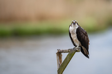 An Osprey on a perch.