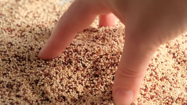Mix of white, red and black raw quinoa seeds. South American grain. Healthy and gluten free food concept background.