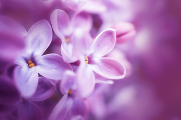 Fototapeta na wymiar Lilac flowers close-up, detailed macro photo. Soft focus. The concept of flowering, spring, summer, holiday. Great image for cards, banners.