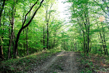 Road in a quiet forest, forest path among tall trees, wild summer forest, path for walking through the forest, wildlife, wild places