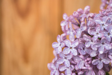 purple lilac on yellow background