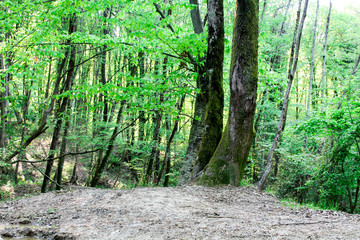 Wild green forest in the summer. Tall trees with moss and thick leaves, a log lies, wild earthen paths, a mysterious, calm and quiet place for walking and traveling