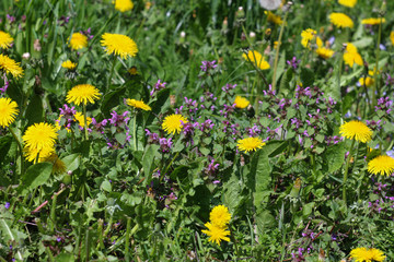 Fototapeta premium field of yellow flowers