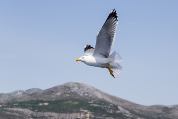 Fototapeta na wymiar Seagull flying beside a boat