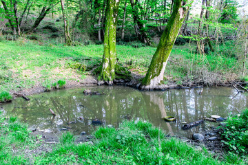 A swamp in the forest, a quagmire with branches stands in the forest thicket next to trees with moss. Mysterious scary place