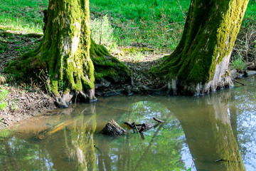 A swamp in the forest, a quagmire with branches stands in the forest thicket next to trees with moss. Mysterious scary place