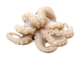 Octopus on white background