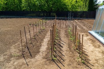 planting tomato plants in the garden