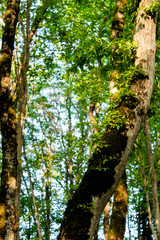 Fototapeta premium Wild green forest in the summer. Tall trees with moss and thick leaves, a log lies, wild earthen paths, a mysterious, calm and quiet place for walking and traveling