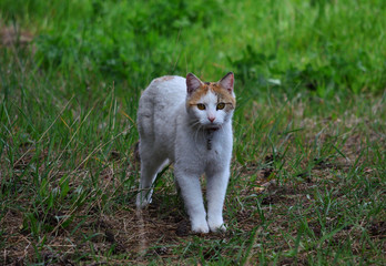 Kot w trawie