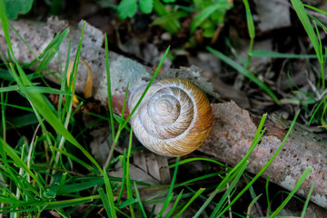 A snail on a tree in the forest, crawling on a branch on the grass. Snails in the wild, wildlife