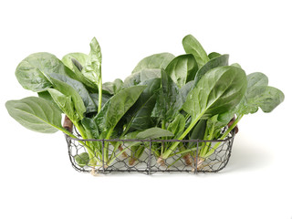 Spinach on a white background