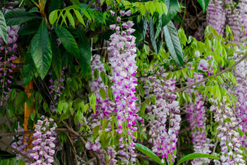 Wisteria blooms with long lilac flowers hanging down from a weaving trunk. Decorative decoration of the entrance to the house, garden, flowers for garden arches, wedding arch decoration