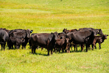 cows in a pasture