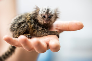 cute little marmoset monkey sitting on man hand