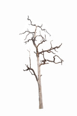 Fototapeta premium Dead tree in the white background
