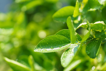 Macro photos of key lime leaves with water droplets
