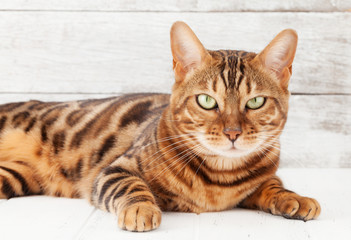 Bengal cat sitting on white wooden floor