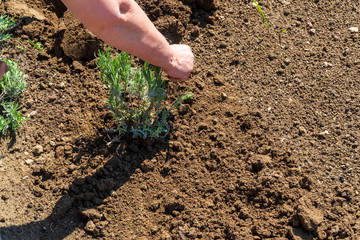 Hands of farmer growing and nurturing tree growing on fertile soil with green and brown background...