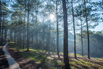 Landscape with pine forest in the morning at Dalat city, Lam Dong Province, Vietnam