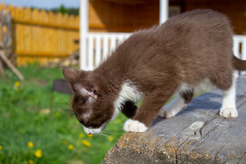 Brown kitten sitting on a log, in nature