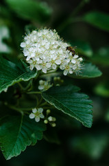 Rowan flowers  in spring
