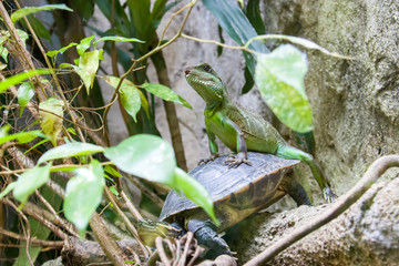 a Chinese water dragon (Physignathus cocincinus) rides on the Vietnamese pond turtle  (Mauremys annamensis)