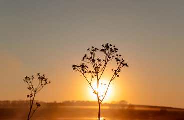 Naklejka premium sunset in the fog over the lake
