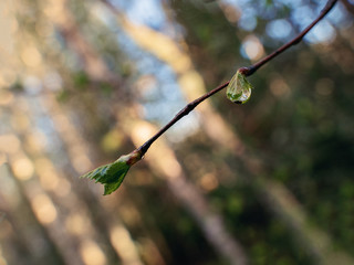 A drop of rain dew on a twig