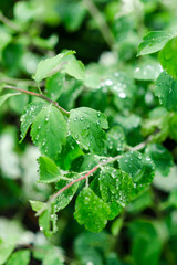 Green leaf with water drops