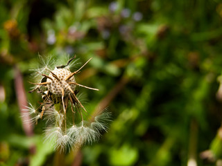 A half-blown dandelion in a spring meadow. Close-up, narrow focus.