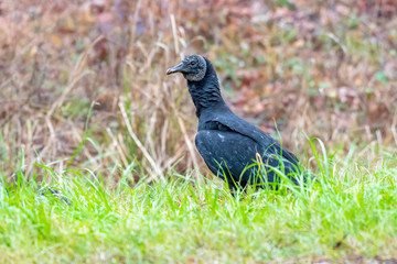 A Black Vulture (Coragyps atratus) on the ground in the Savannah National Wildlife Refuge, Georgia, USA.