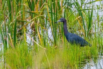 A Little Blue Heron (Egretta caerulea) walking through the Savannah National Wildlife Refuge, Georgia, USA.