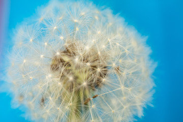 Obraz na płótnie Canvas White dandelion with head in view of umbrella with seeds on blue background