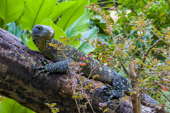Salvadori's monitor (Varanus salvadorii) is one of the longest lizards in the world
It is an arboreal lizard with a dark green body marked with bands of yellowish spots.
