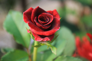 red rose in garden