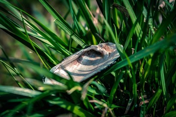 shell in the grass