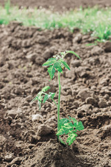 Tall tomato plant growing organic on farmland soil in bright sunlight. Home growing, gardening concept