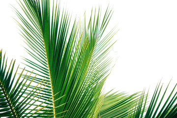 Obraz na płótnie Canvas frame of palm trees - floral background