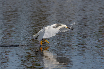 A Snowy Egret (Egretta thula) landing on water in the Merritt Island National Wildlife Refuge, Florida, USA.