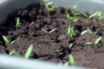 Box of home grown seedlings of vegetables in soil, tomatoes, cucumbers. Gardening.