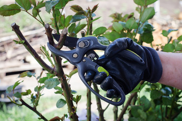 gardener pruning trees with pruning shears on nature background. hands pruning garden rose branch with secateurs.