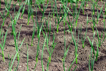 Fresh eco onions/garlic growing at home in garden, farming