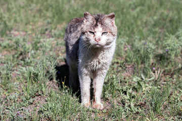 sad dirty white stray cat standing on the grass. front view. Loneliness and problems concept  