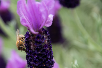 Lavendelbiene