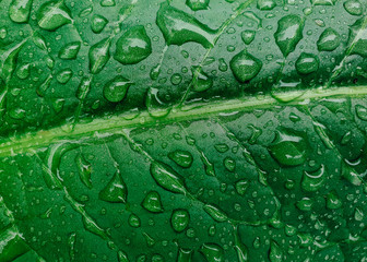 Green leaf with drops of water