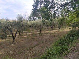 Ulivi