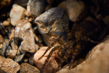 spider on the stones 