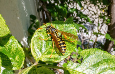 wasp on leaf